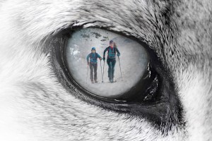 Snow Leopard Race : la course pour la bonne cause